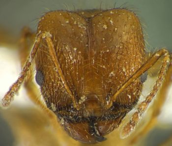 Media type: image;   Entomology 34238 Aspect: head frontal view